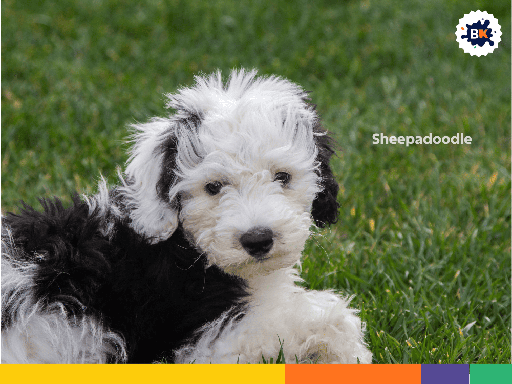 Sheepadoodle Sheepadoodle