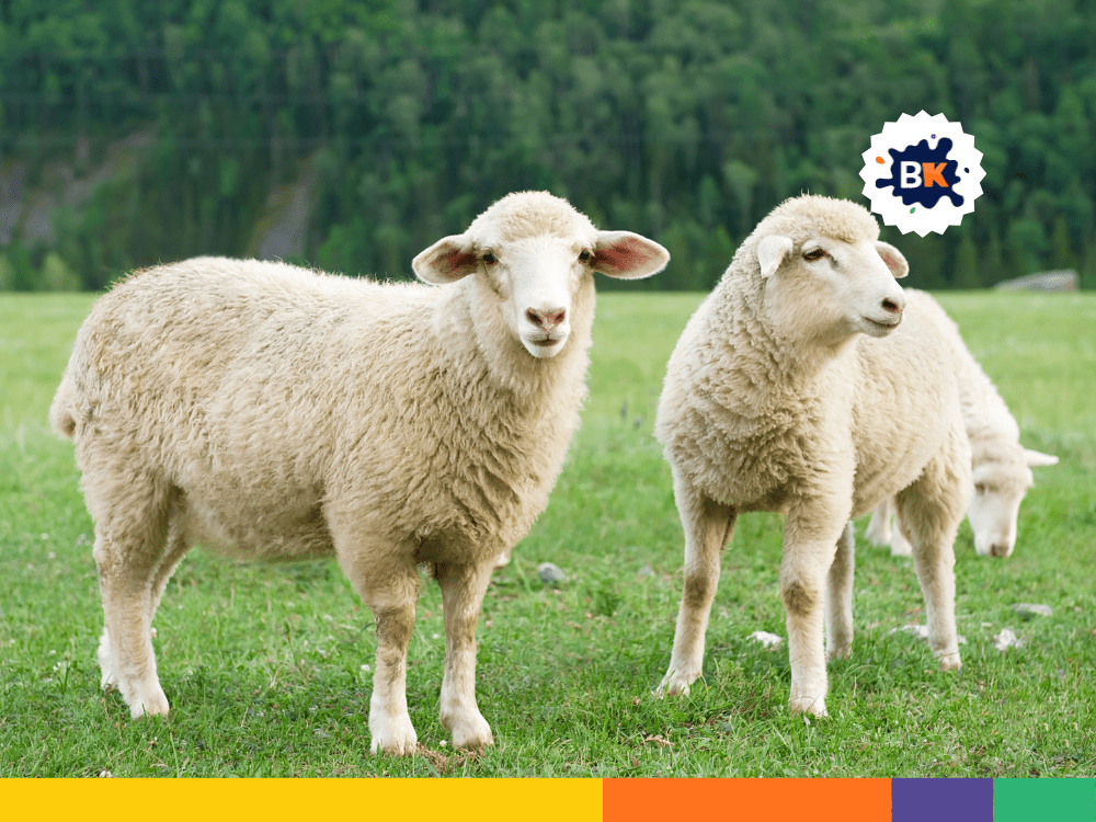 Sheeps Are Intelligent Sheeps Are Intelligent