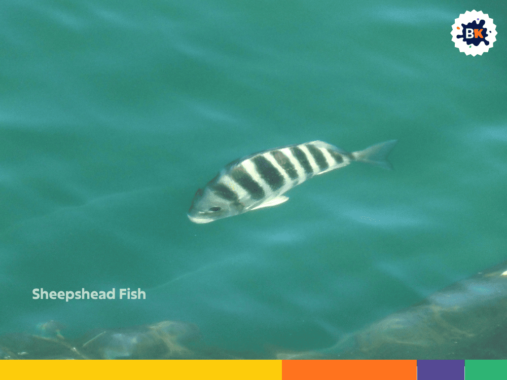 Sheepshead Fish Sheepshead Fish