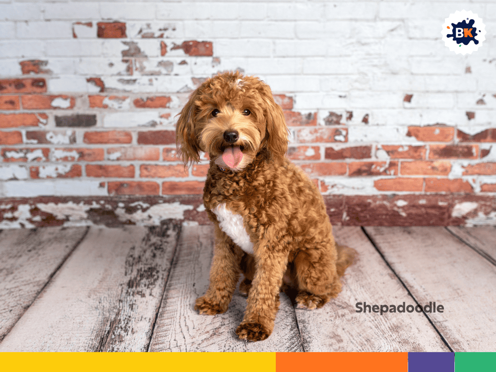 Shepadoodle Shepadoodle
