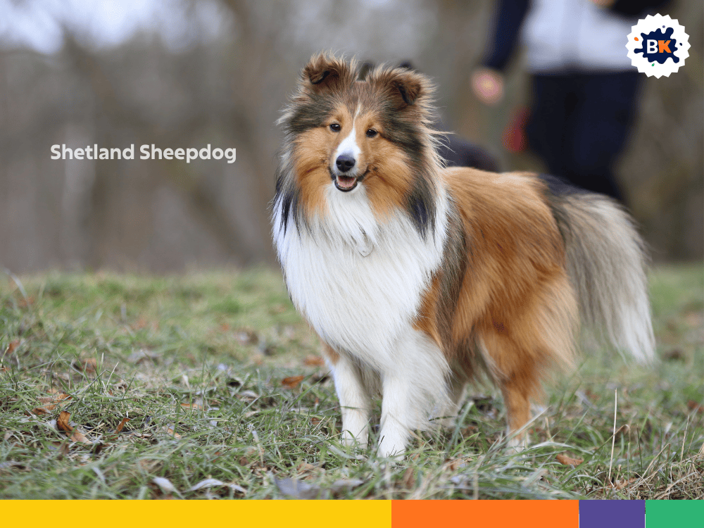 Shetland Sheepdog Shetland Sheepdog