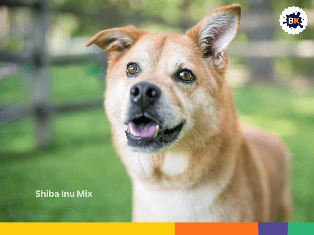 Shiba Inu Mix Shiba Inu Mix