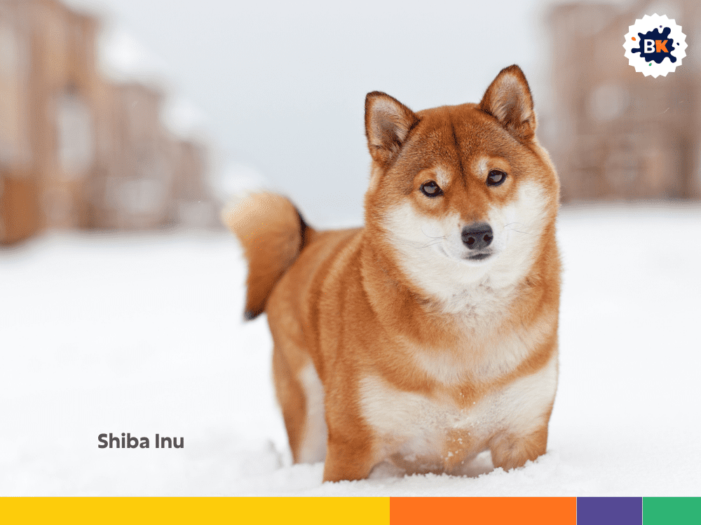 Shiba Inu Shiba Inu