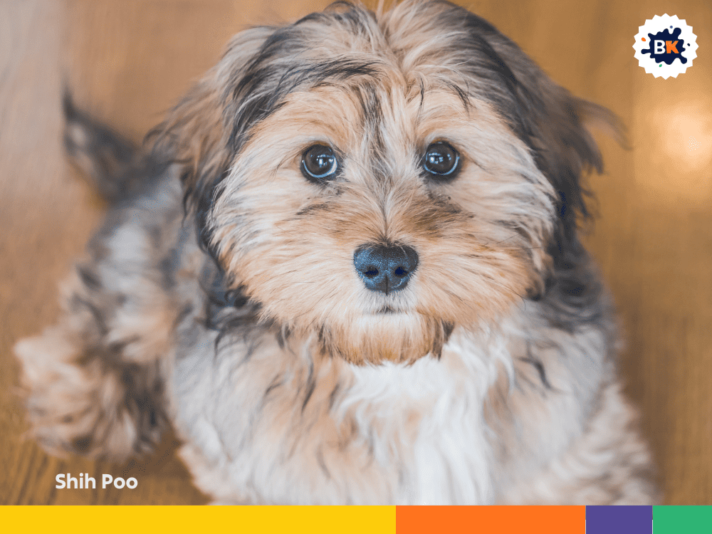 Shih Poo Shih Poo