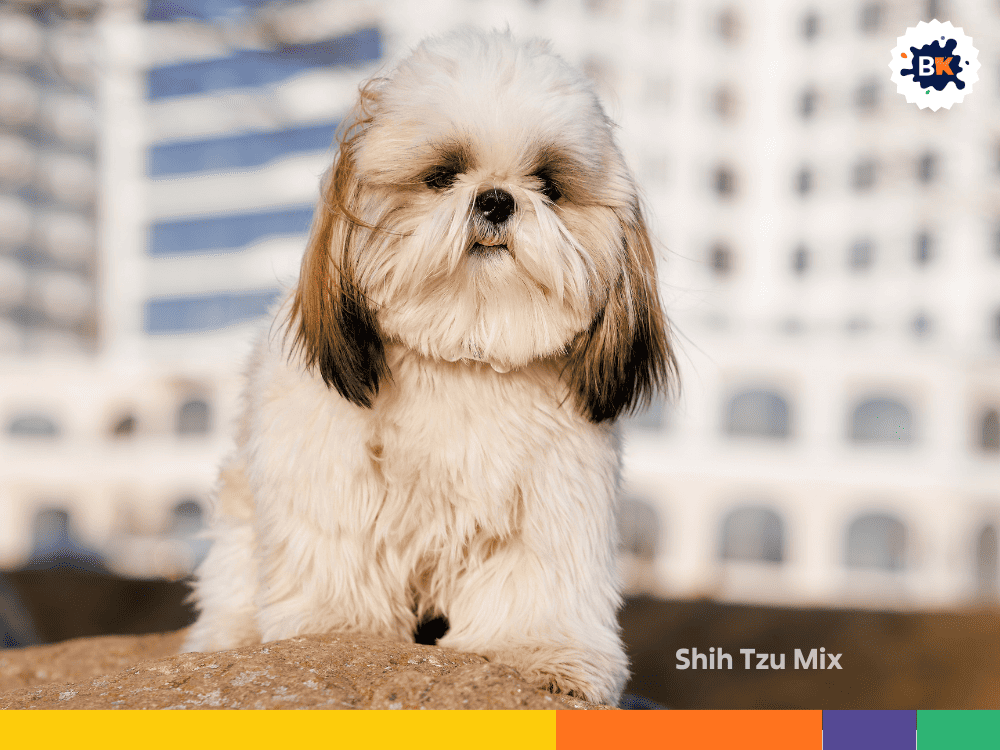 Shih Tzu Mix Shih Tzu Mix