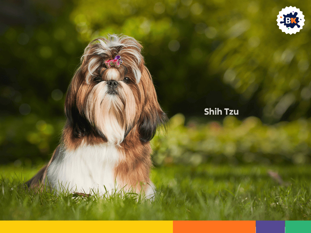 Shih Tzu Shih Tzu