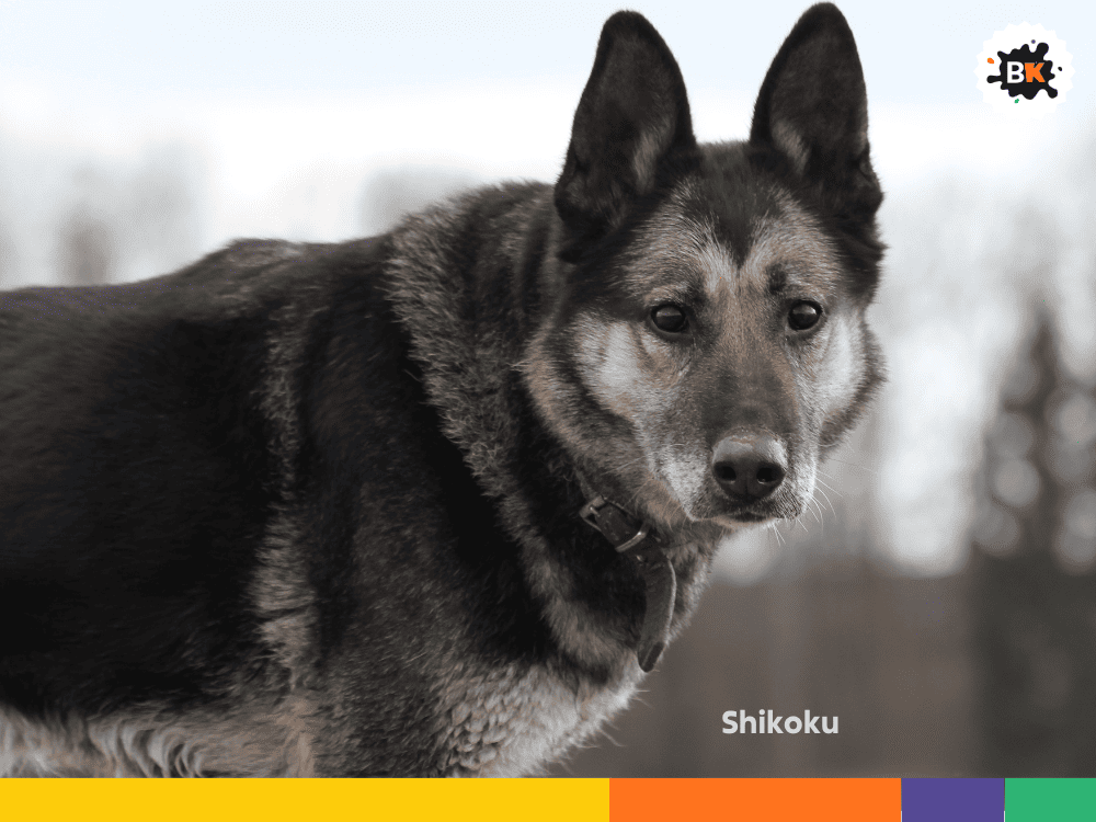 Shikoku Shikoku