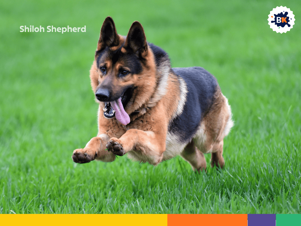 Shiloh Shepherd Shiloh Shepherd