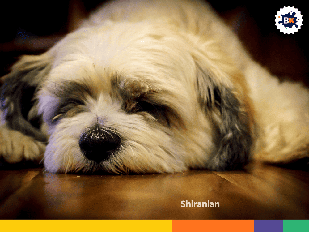 Shiranian Shiranian