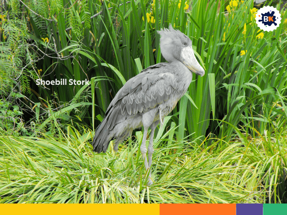 Shoebill Stork Shoebill Stork