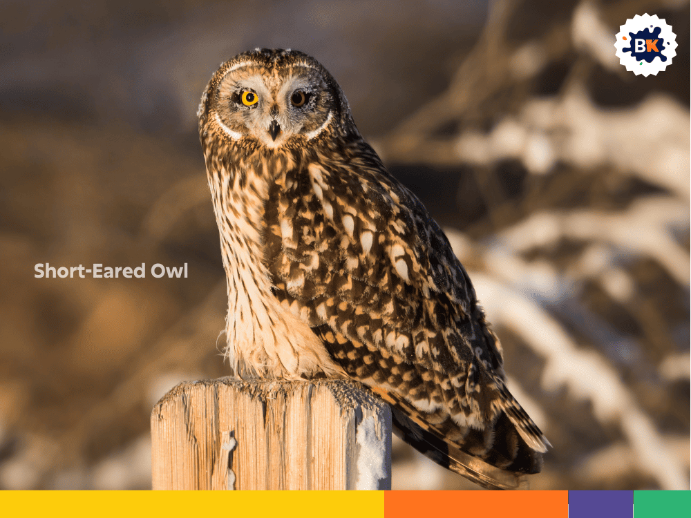 Short-Eared Owl Short-Eared Owl