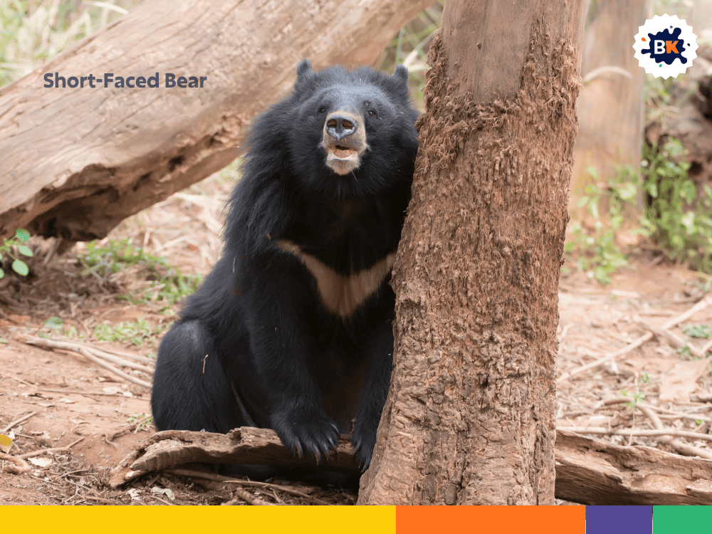 Short-Faced Bear Short-Faced Bear