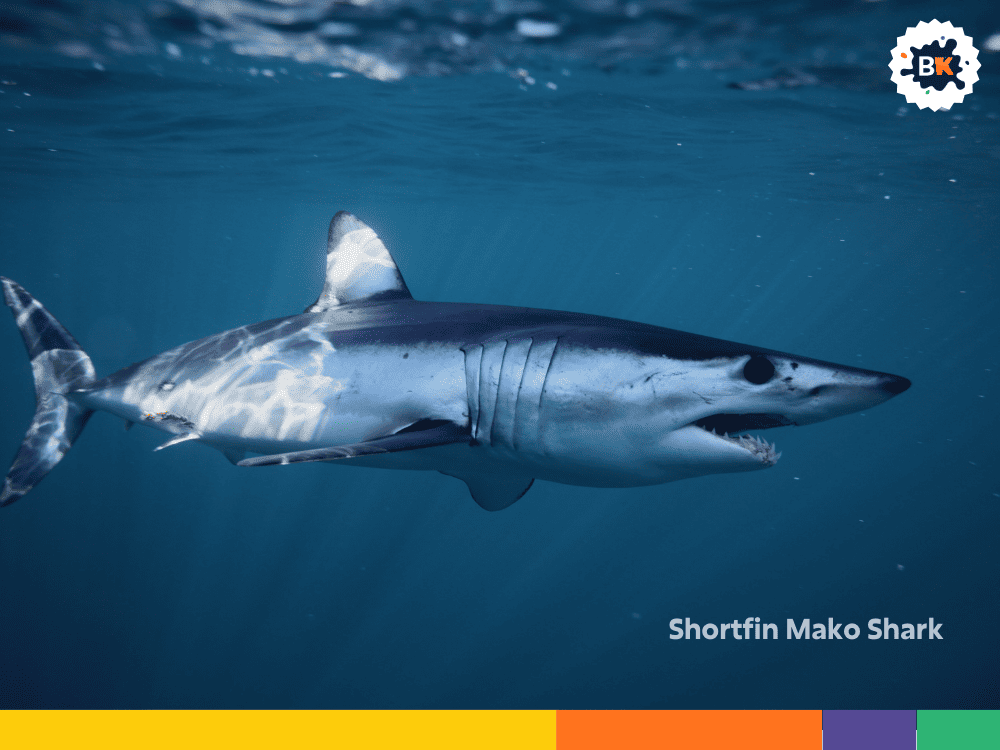 Shortfin Mako Shark Shortfin Mako Shark