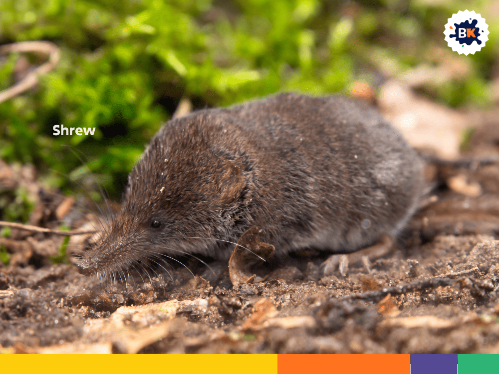 Shrew Shrew