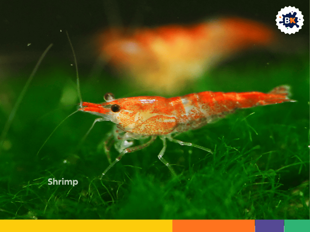 Shrimp Shrimp