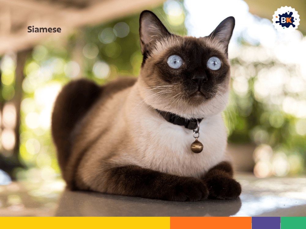 Siamese Siamese