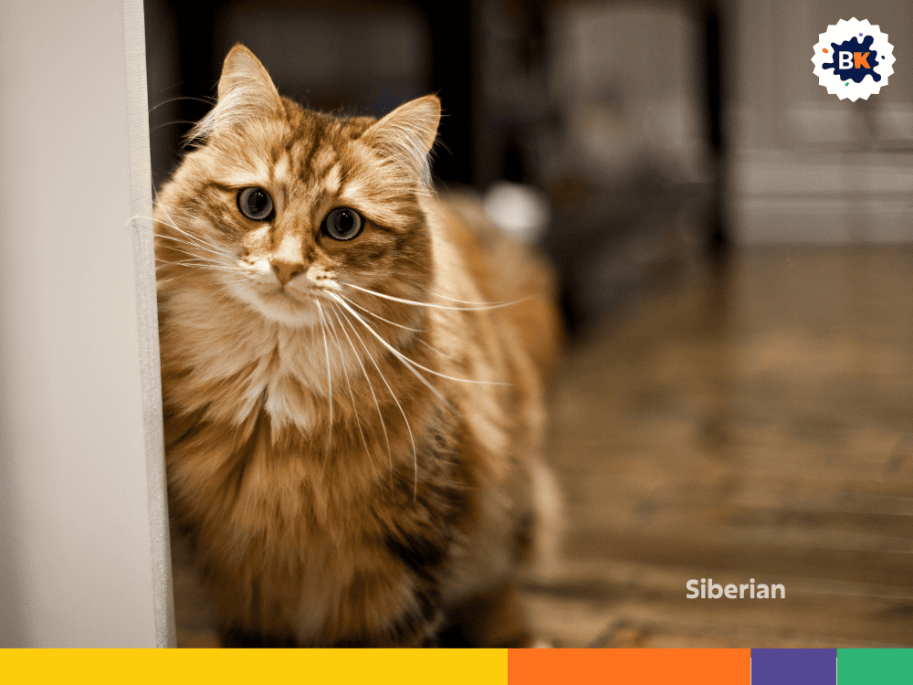 Siberian Siberian