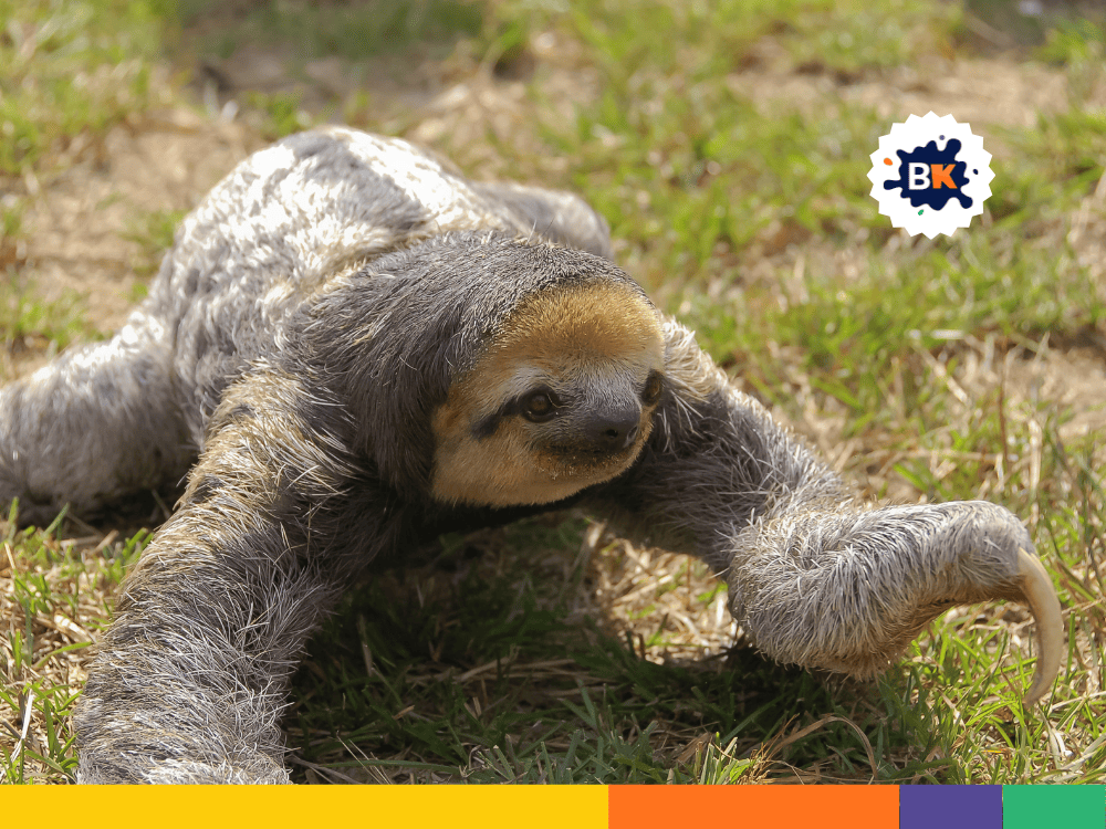 Sloths Are Difficult To Breed In Captivity Sloths Are Difficult To Breed In Captivity