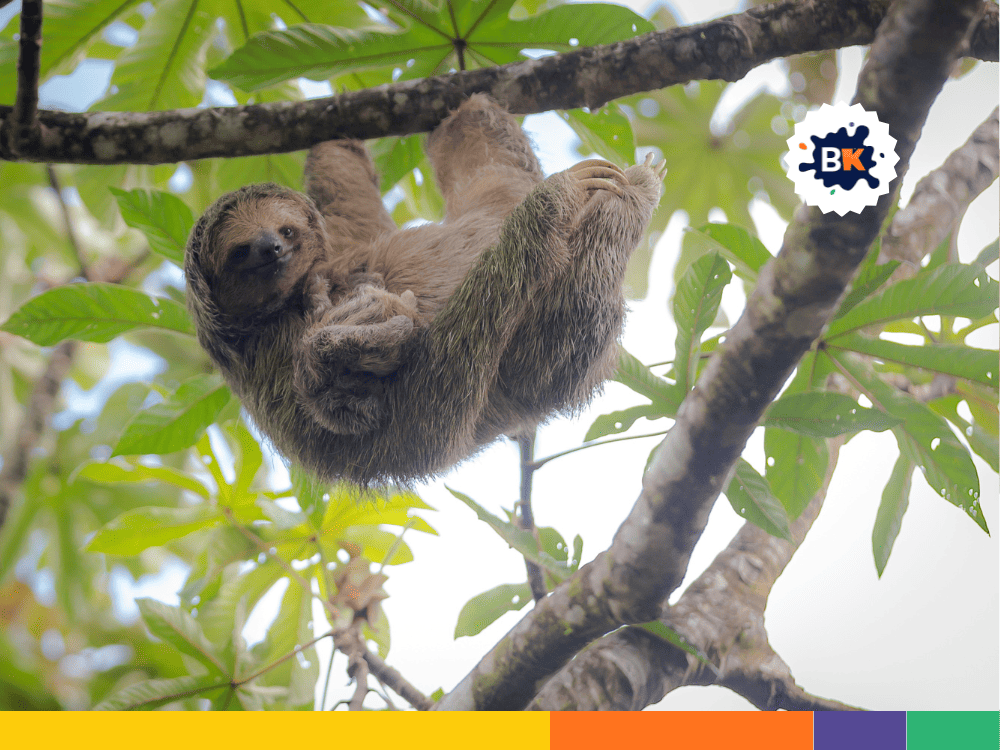 Sloths Are Indicators Of Ecosystem Health Sloths Are Indicators Of Ecosystem Health
