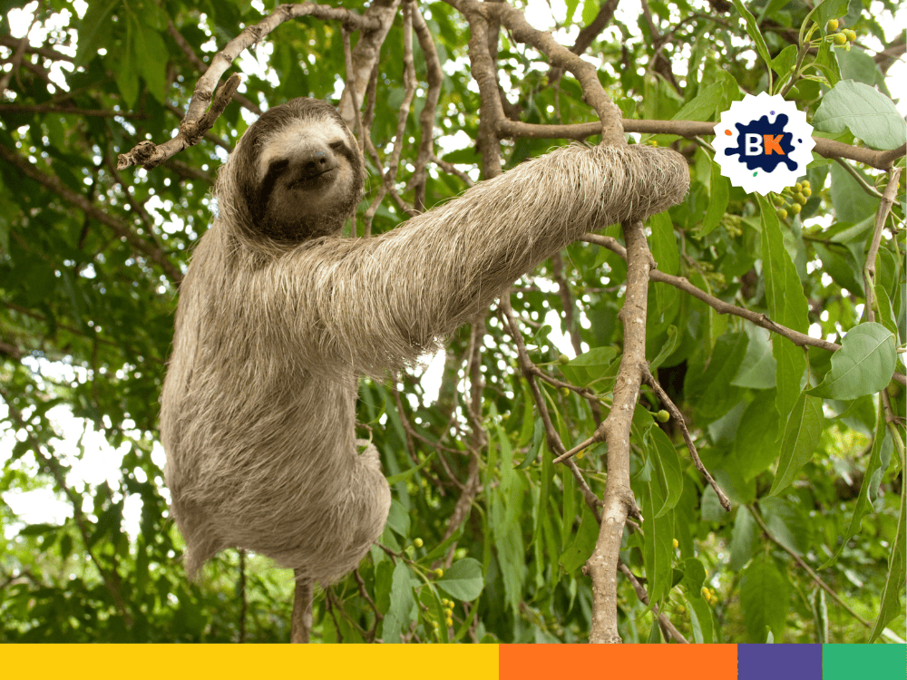Sloths Are Skilled Climbers Sloths Are Skilled Climbers