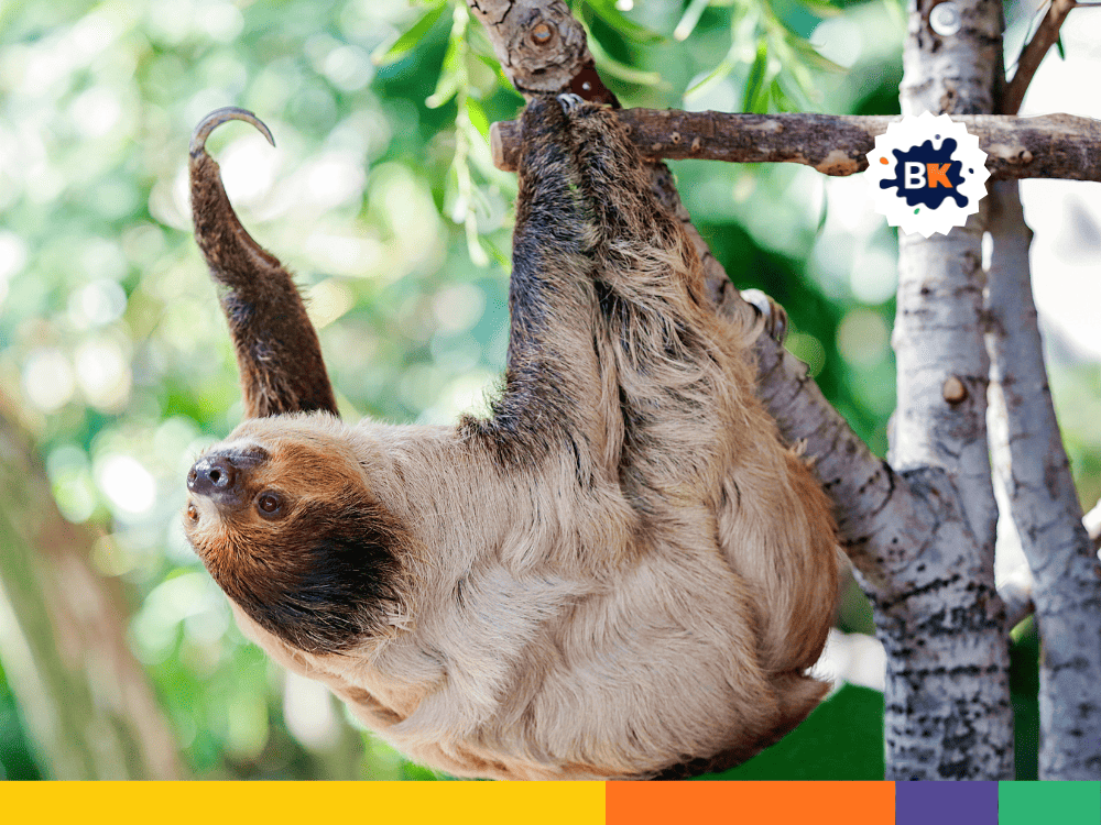 Sloth's Fur Coat Sloth's Fur Coat