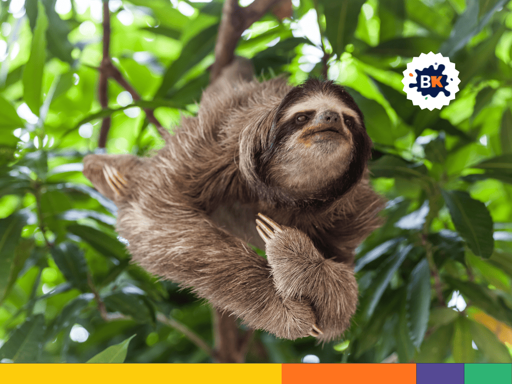 Sloth's Low Body Temperature Sloth's Low Body Temperature
