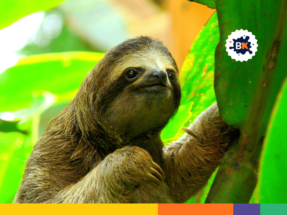 Sloth's Muscles For Gripping Sloth's Muscles For Gripping