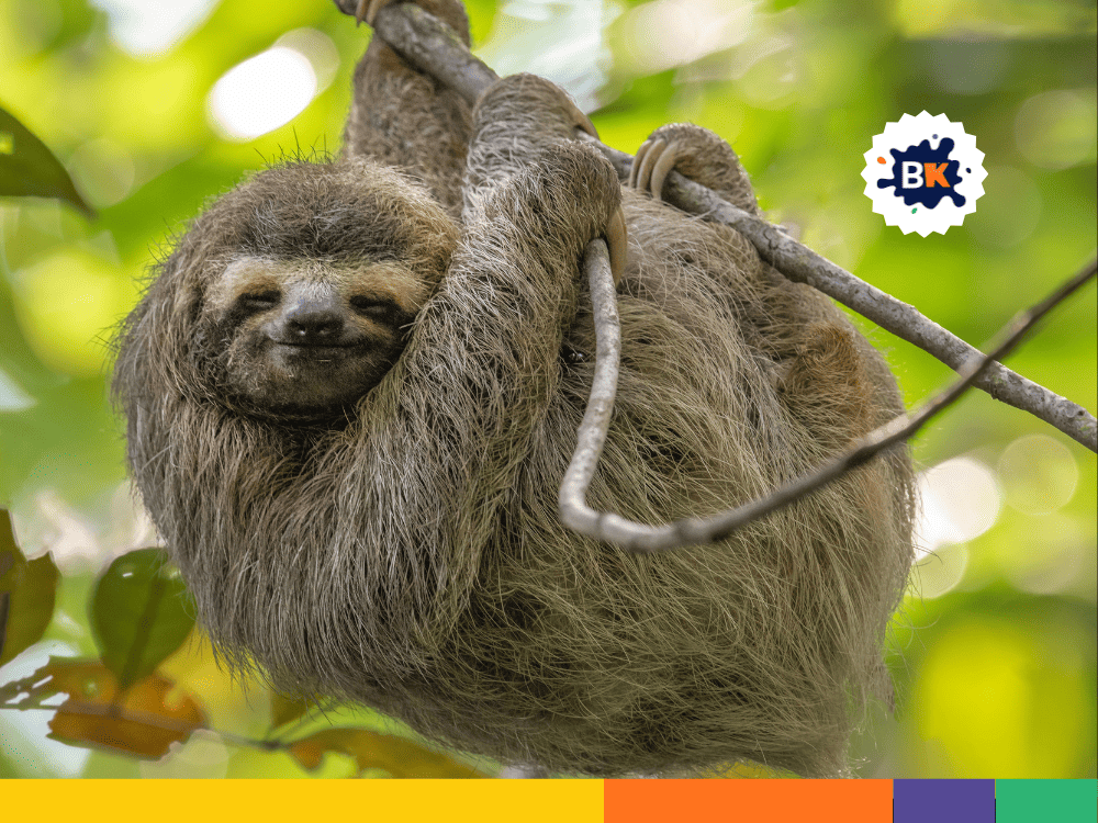 Sloth's Sleeping Patterns Sloth's Sleeping Patterns