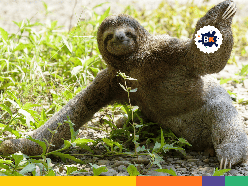 Sloth's Unique Personalities Sloth's Unique Personalities