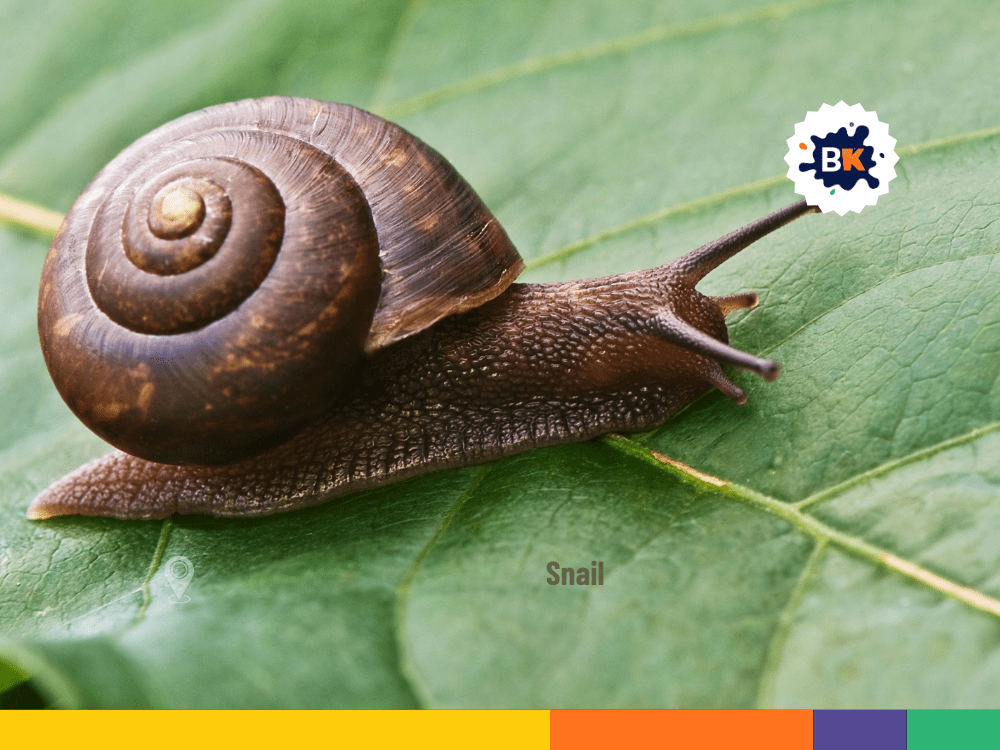 Snails in Alabama Snails in Alabama