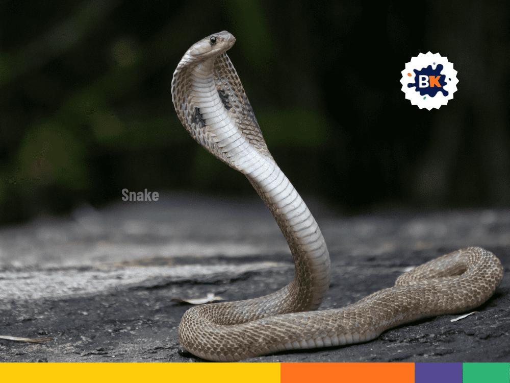 Snake-Free Norfolk Island Snake-Free Norfolk Island