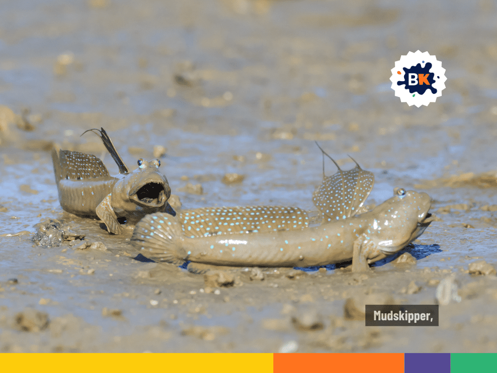 Some Fishes Can Walk On Land Some Fishes Can Walk On Land
