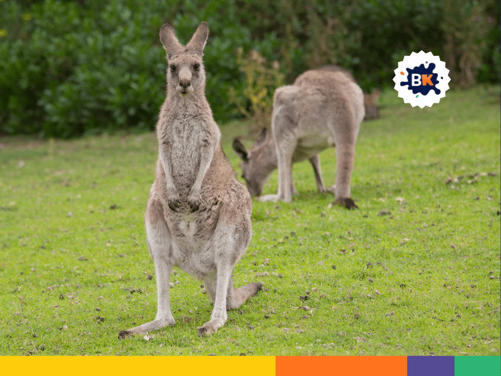 Some Kangaroos Sacrifices Their Joeys Some Kangaroos Sacrifices Their Joeys