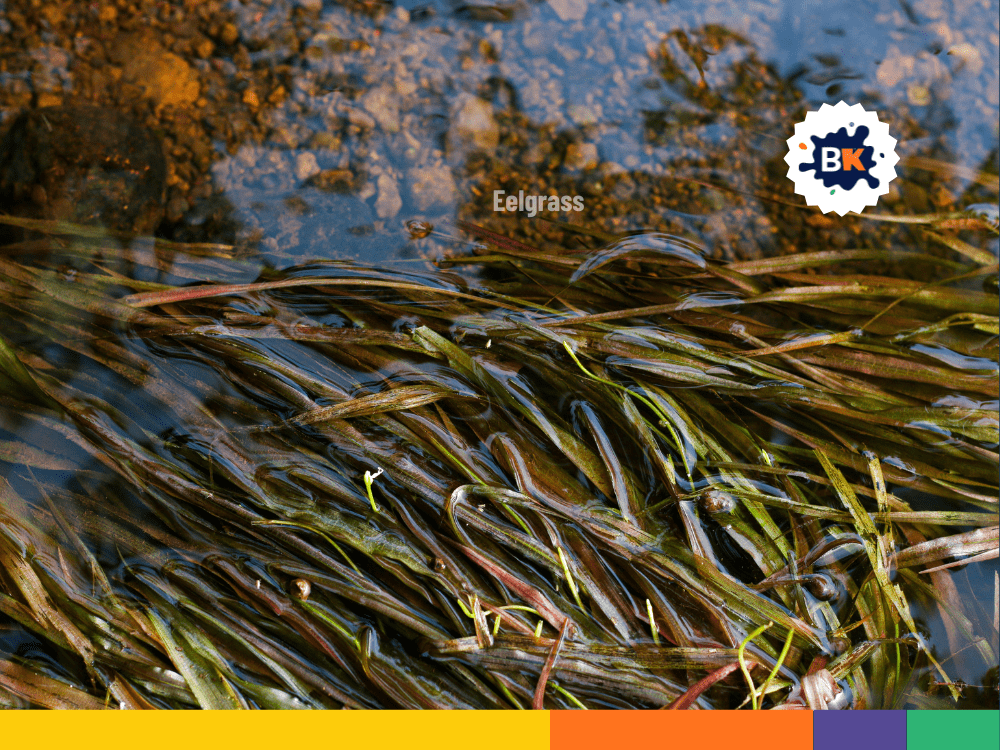 Some Underwater Plants Can Move Some Underwater Plants Can Move