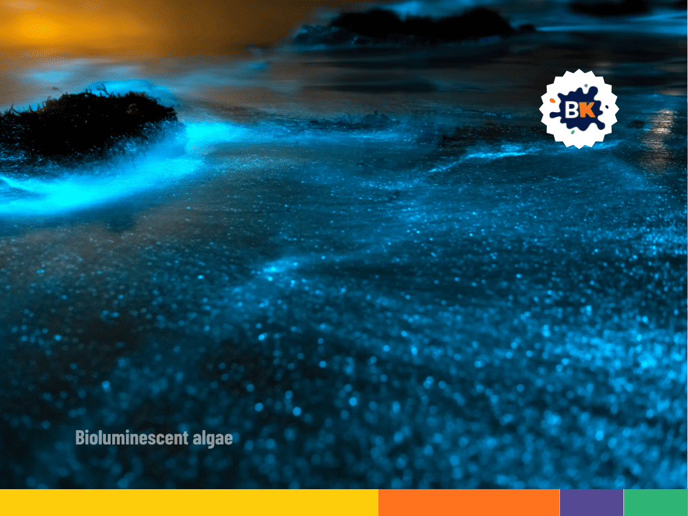 Some Underwater Plants Glow Some Underwater Plants Glow