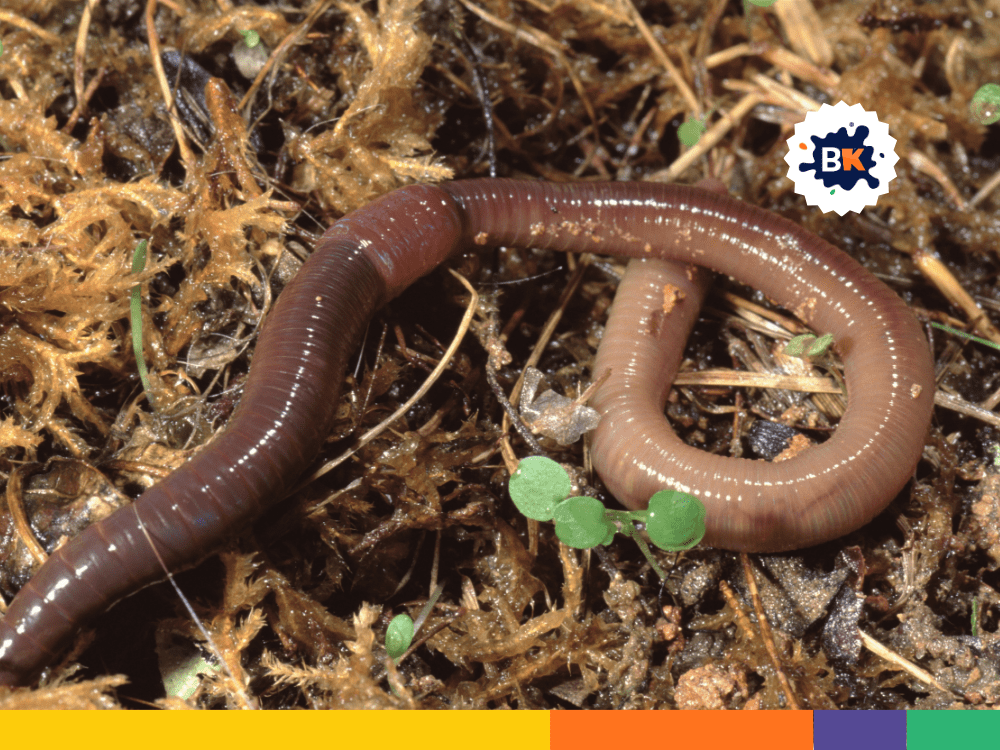 The Dorsal Vessel Of Earthworms The Dorsal Vessel Of Earthworms
