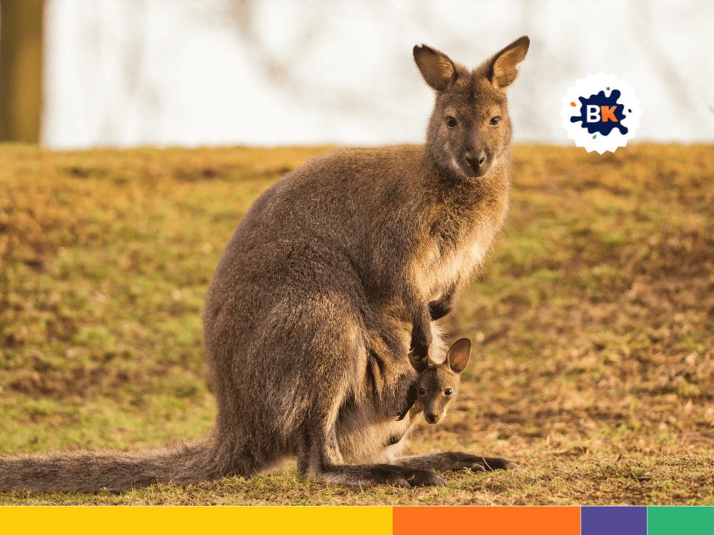 The Female Kangaroos Are Always Pregnant The Female Kangaroos Are Always Pregnant