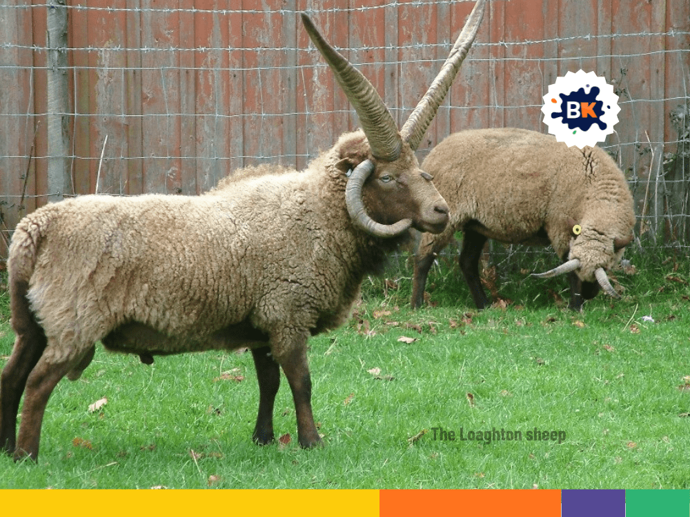 The Loaghton sheep is found in the Isle of a Man The Loaghton sheep is found in the Isle of a Man