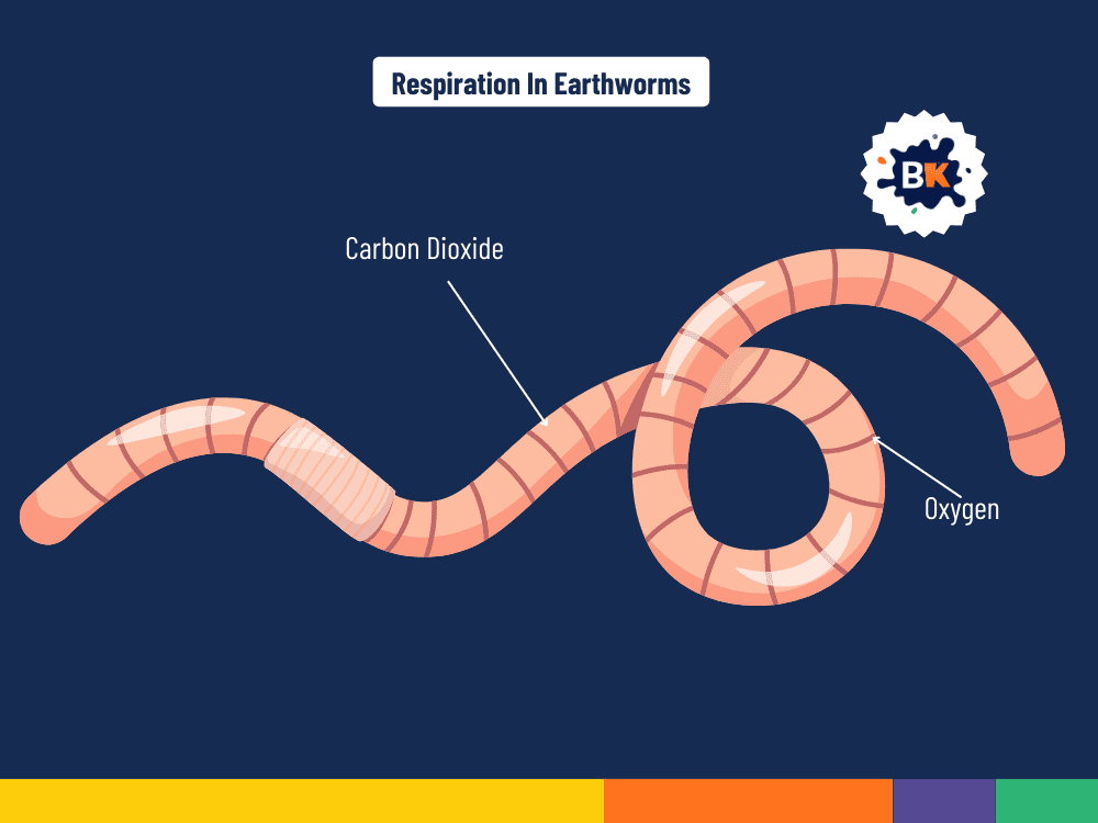 The Respiration Procedure Of Earthworms The Respiration Procedure Of Earthworms