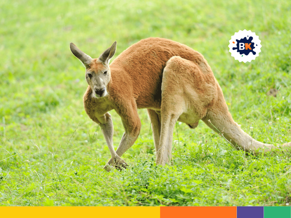 The Term Kangaroo Is Applied To Multiple Species The Term Kangaroo Is Applied To Multiple Species