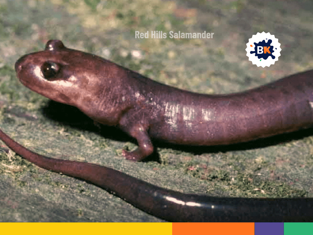 The state amphibian of Alabama The state amphibian of Alabama