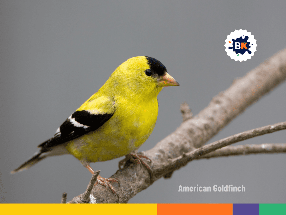 The state bird of Washington The state bird of Washington