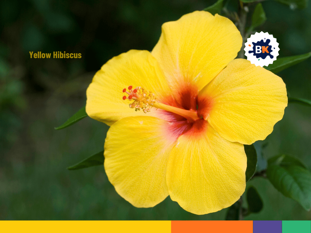 The state flower of Hawaii The state flower of Hawaii