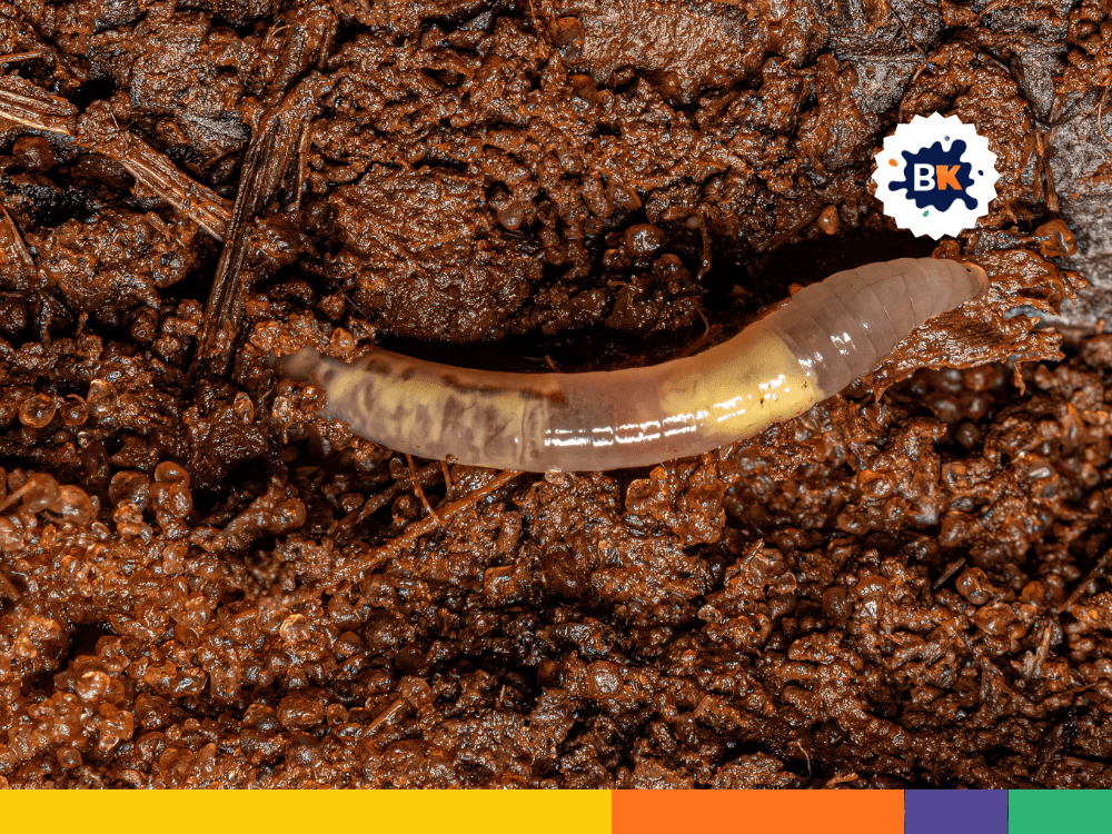 Thin-Skinned Earthworms Thin-Skinned Earthworms