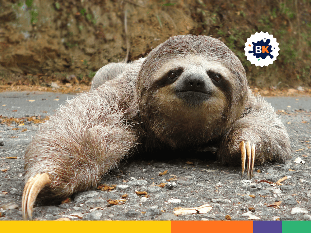 Two Main Types Of Sloths Two Main Types Of Sloths