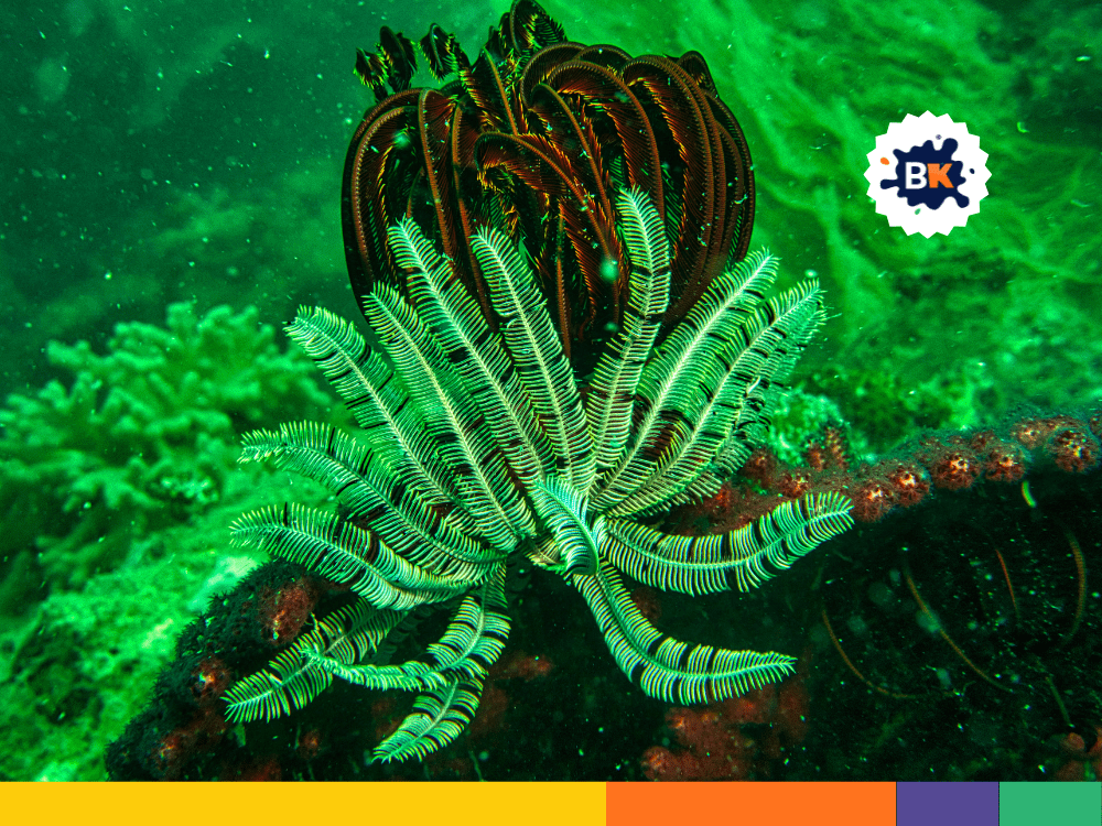 Underwater Plants Are Essential For Fisheries Underwater Plants Are Essential For Fisheries
