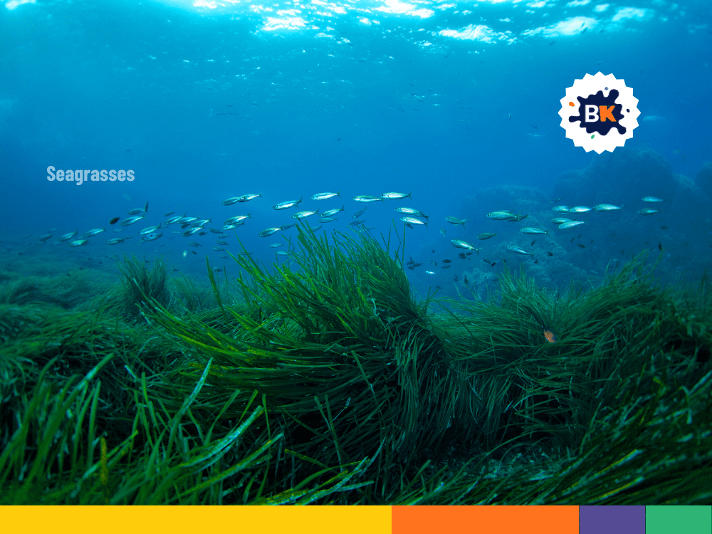 Underwater Plants Reduce Ocean Acidification Underwater Plants Reduce Ocean Acidification