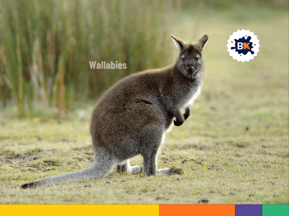 Wild Wallabies in the Isle of Man Wild Wallabies in the Isle of Man