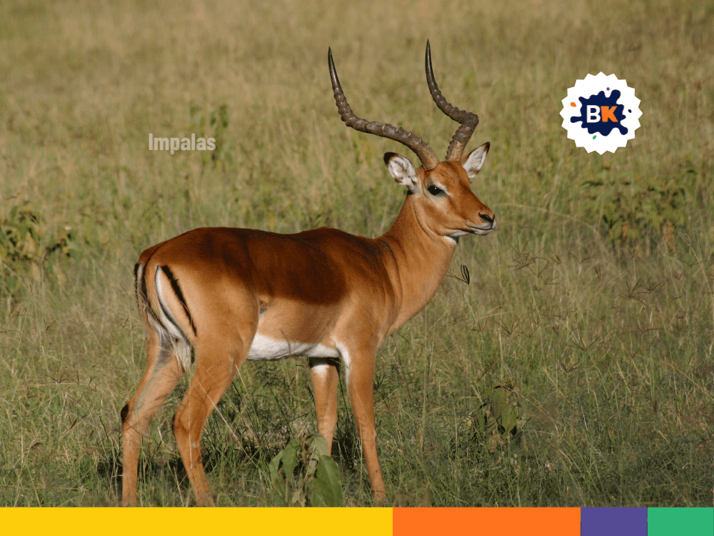 Wildlife of Kampala Wildlife of Kampala