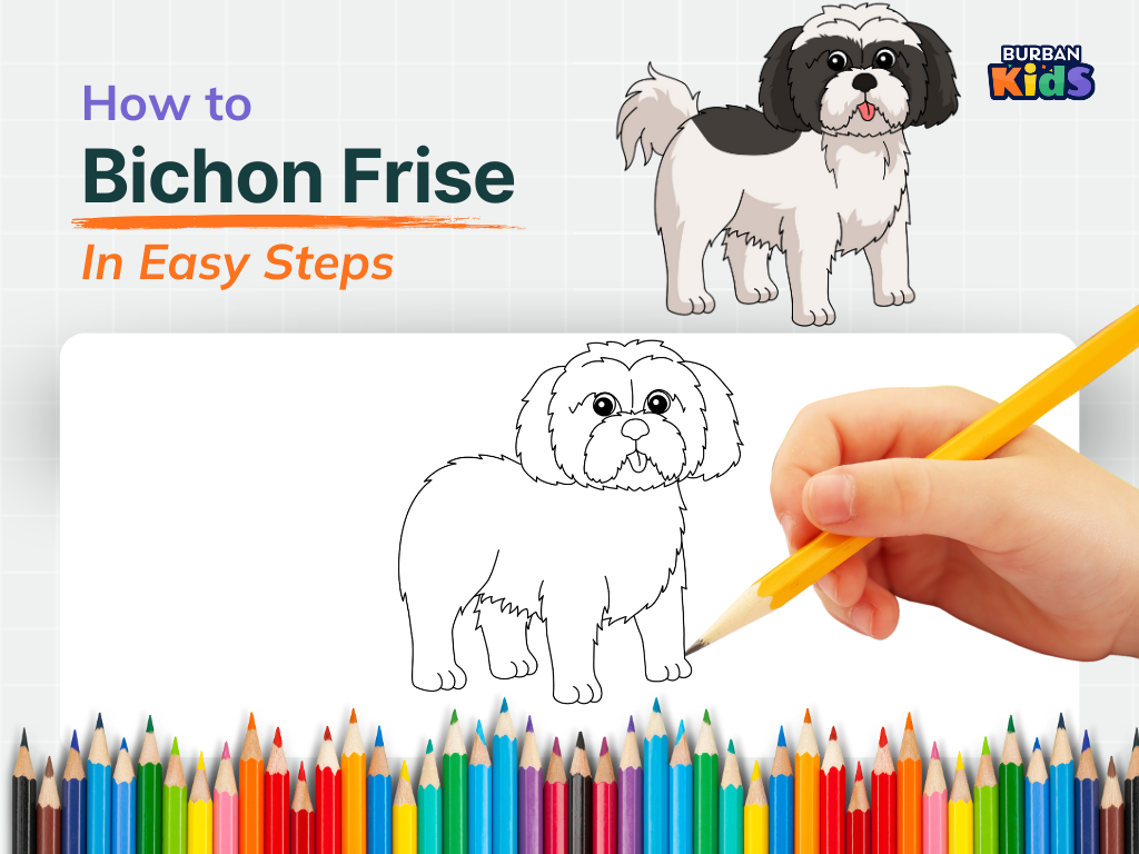 How to Draw Bichon Frise